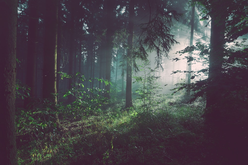 Healthy forest canopy
