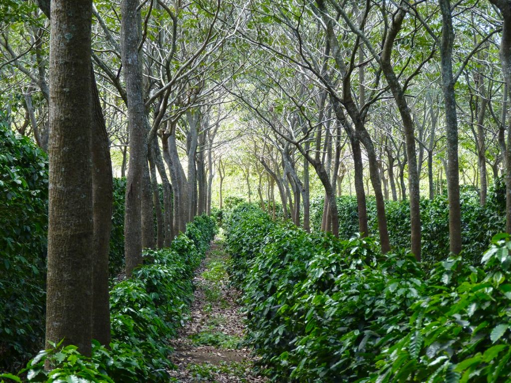 Regenerative agriculture terraces